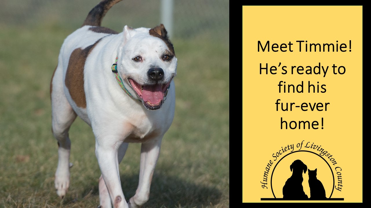 Pet Of The Week - Timmie