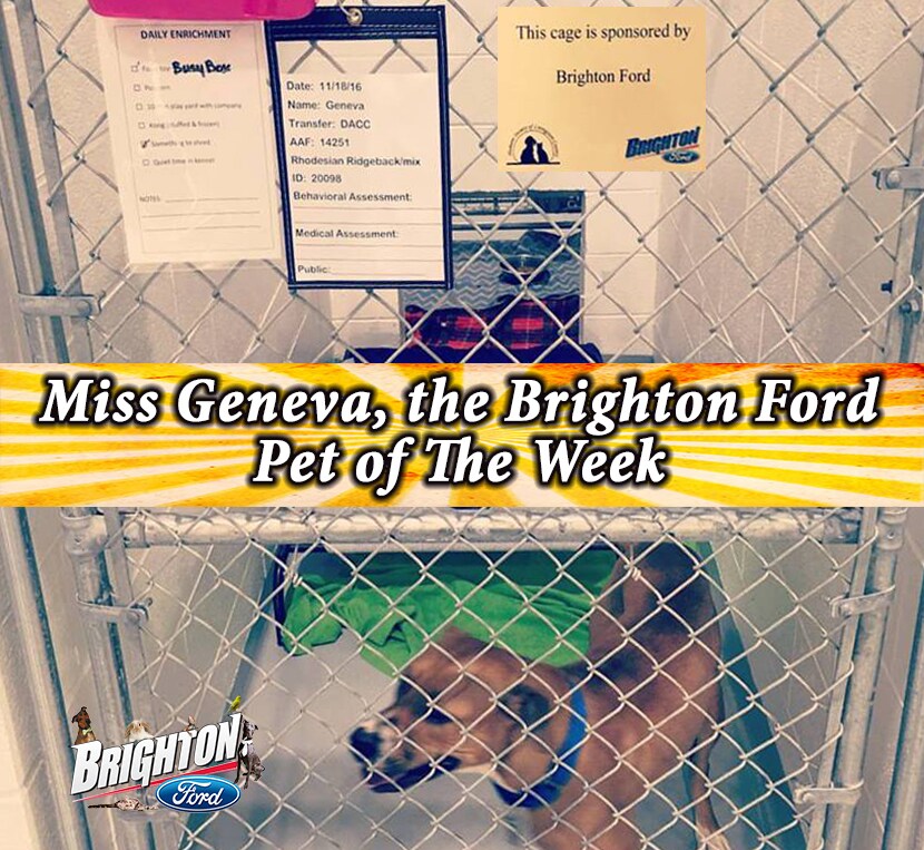 Cage Sponsor Humane Society