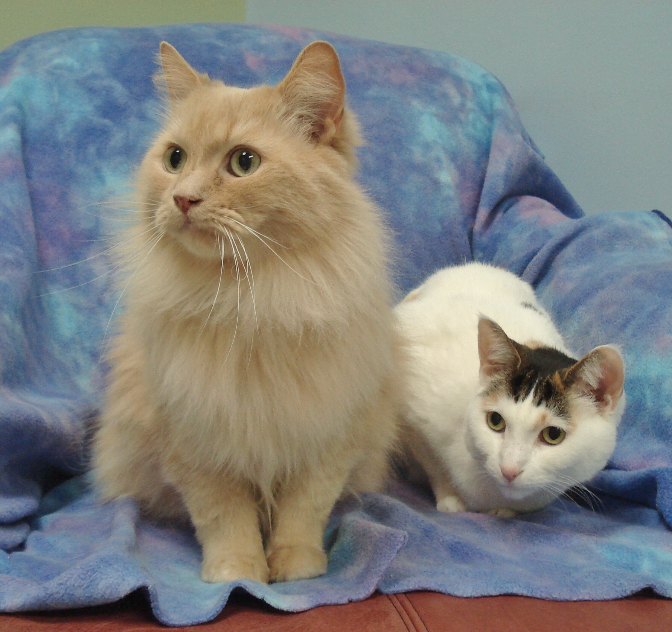 Pickles & Gracie Need A Home