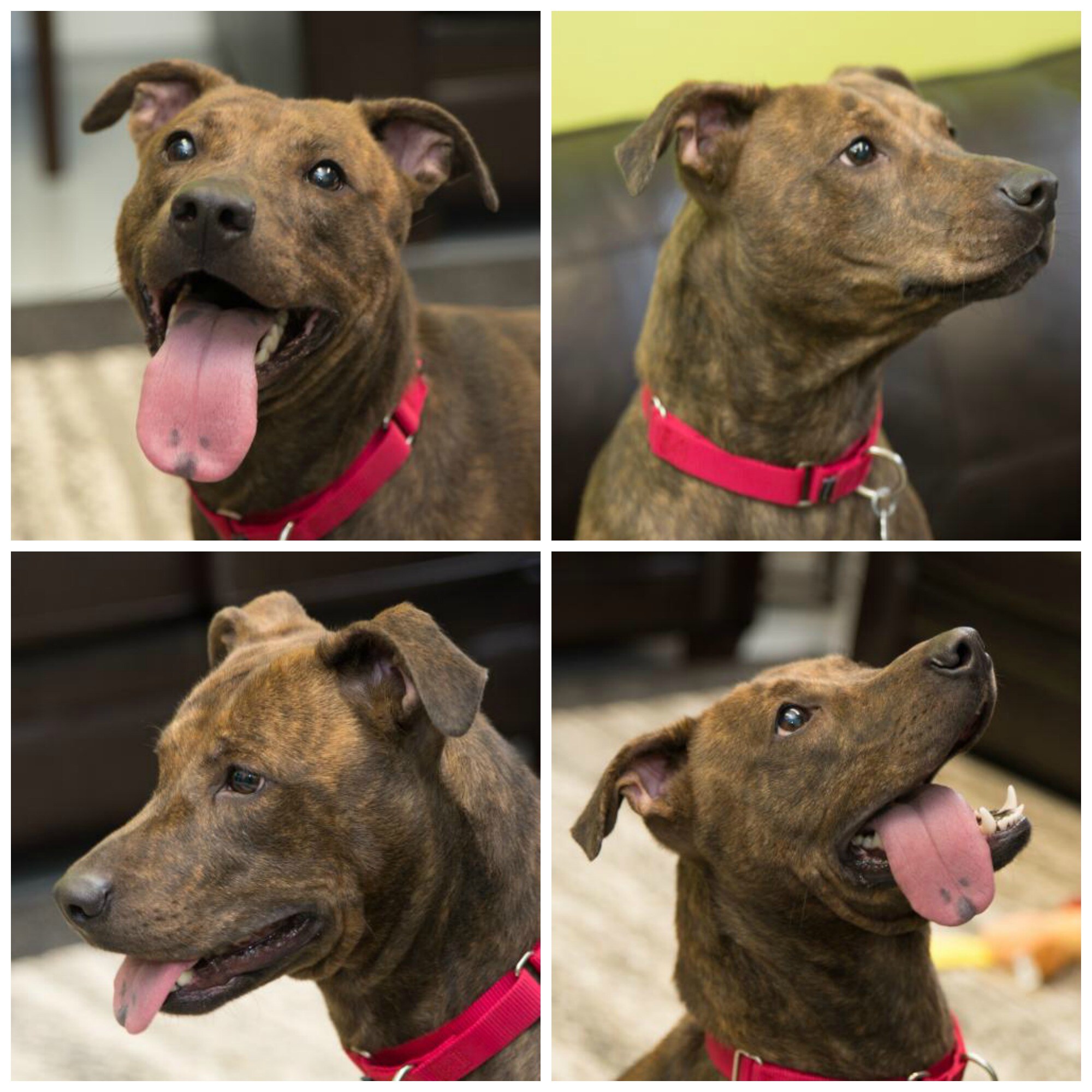 4-3-17 CollagABrighton Ford Pet Of The Week April 2017e - Brogan.jpg