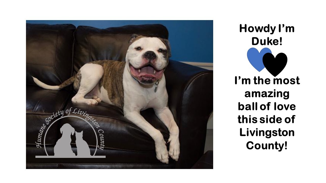 Pet Of The Week: Duke 2-21-17