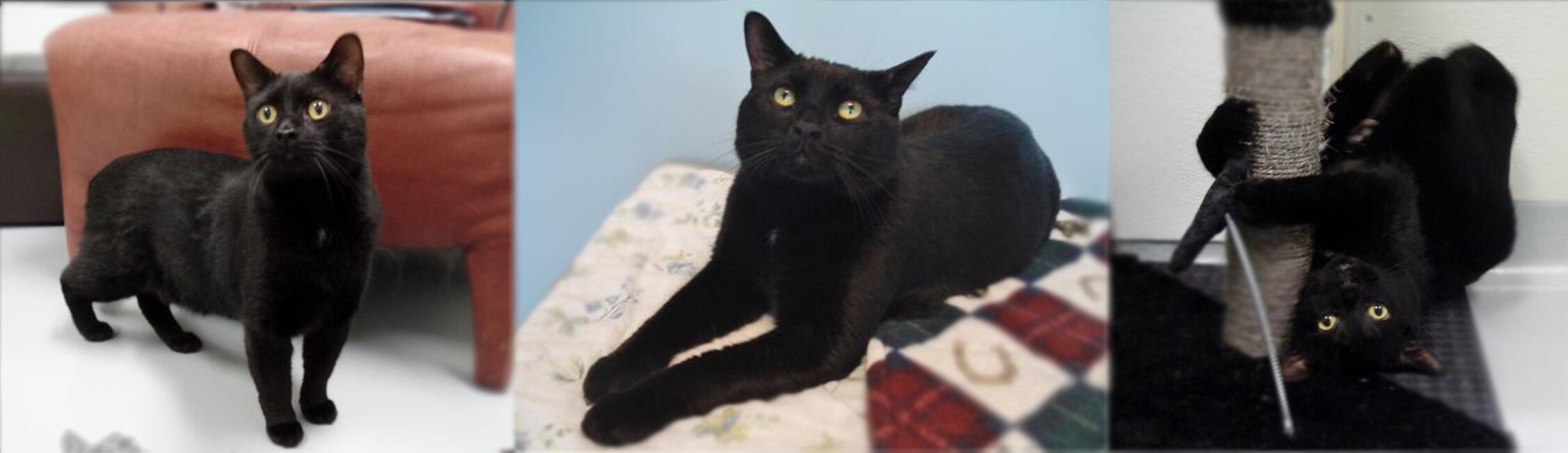 Isaac Brighton Ford Pet Of The Week