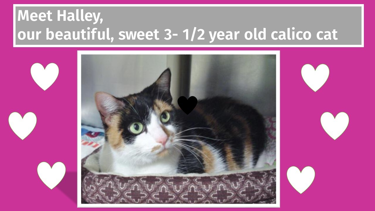 Hailey - Brighton Ford Pet Of The Week