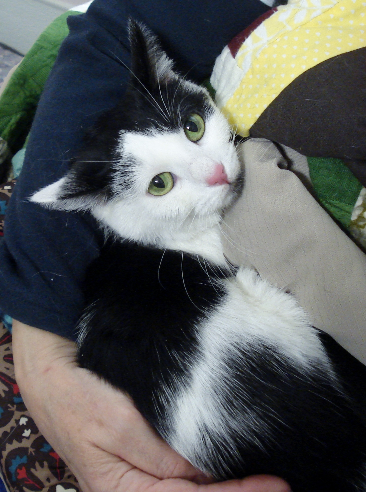 Adopt Mia The Brighton Ford Pet Of The Week