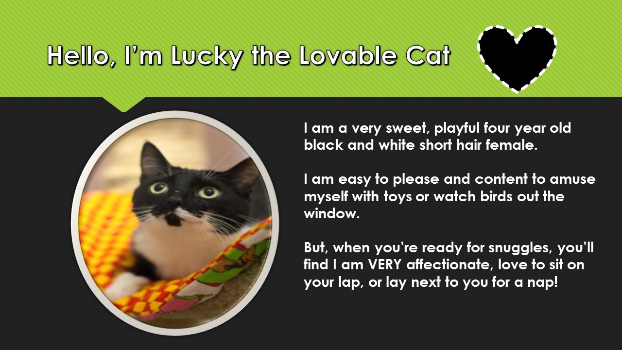 Lucky The Loveable Cat