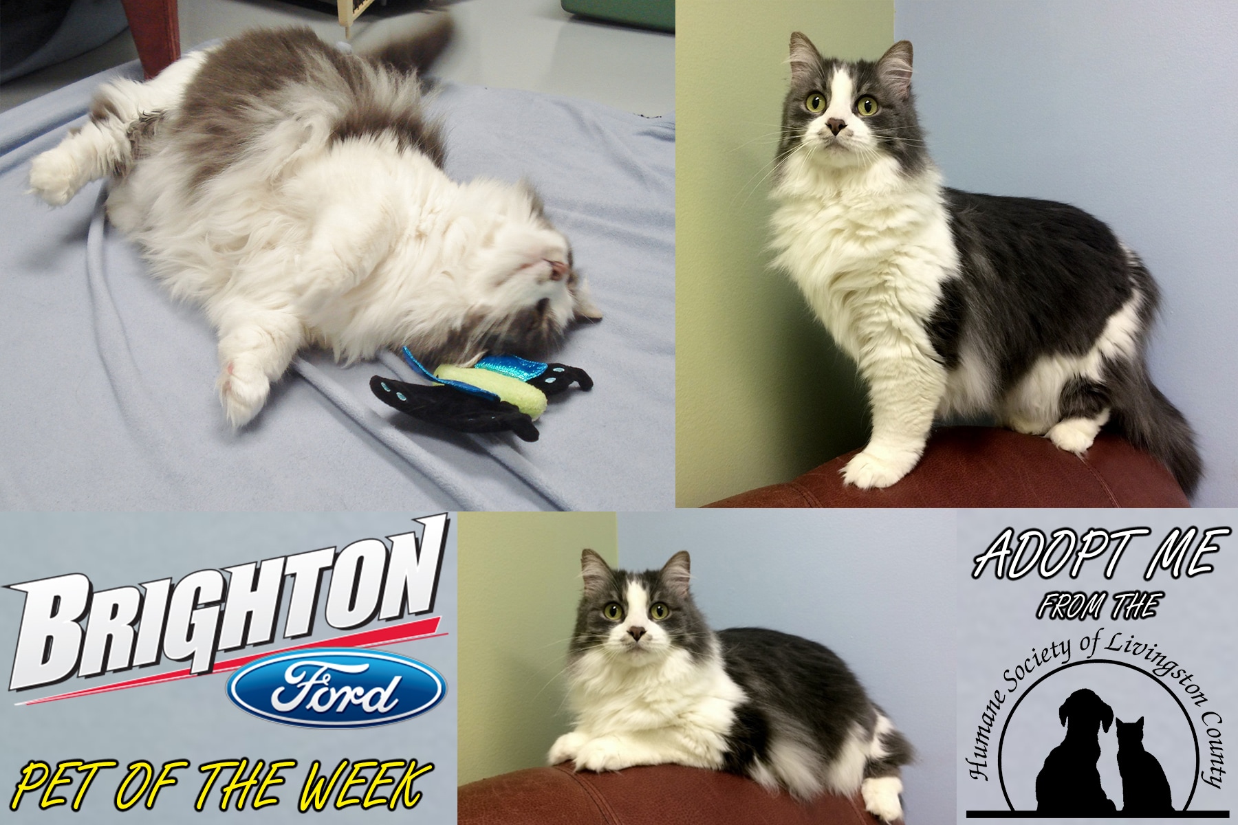 Fluffy The Brighton Ford Pet Of The Week