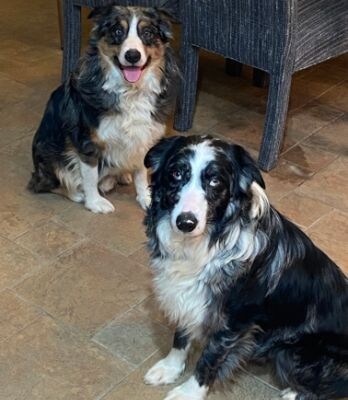 Aussies Melbourne and Brisbane, the Aussie dogs adopted by Brilliance Subaru customers