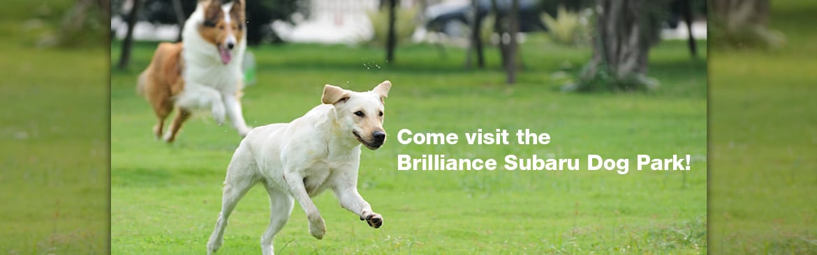 2015-10-brilliancesubarusoa-DogPark-SL.jpg