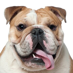 dog face 1.jpg