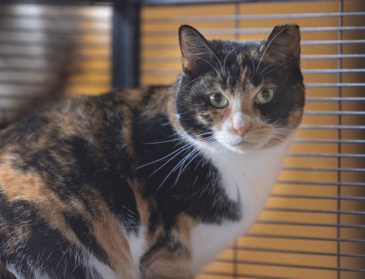 Tina the cat.jpeg