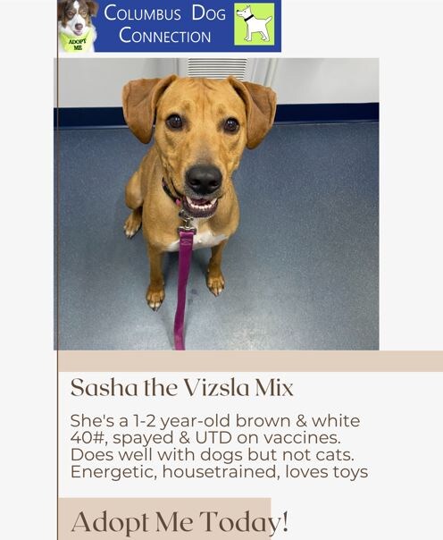 sasha.JPG