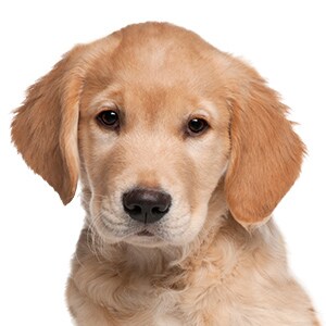 dog face 3.jpg