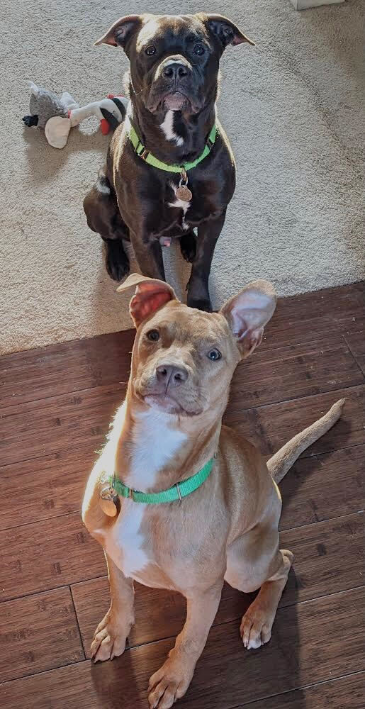 Buckeye and Brutus.jpeg