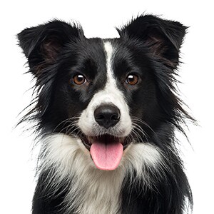 dog face 2.jpg