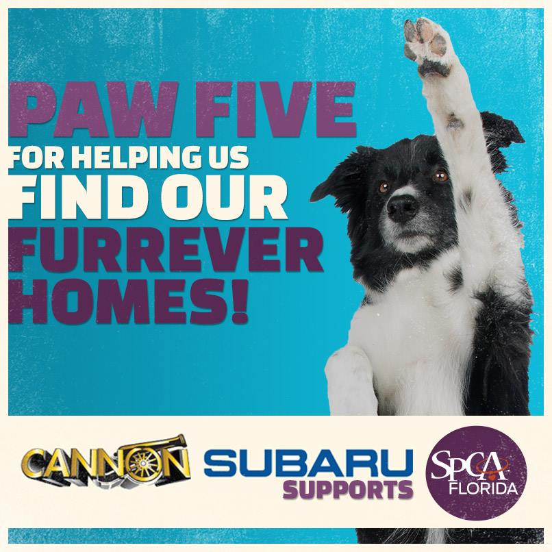 KFI - Cannon Subaru SPCA.jpg