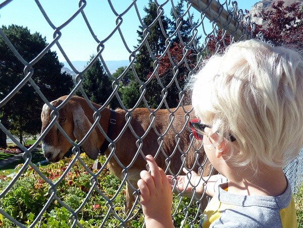 Rocky Reach goats.jpg
