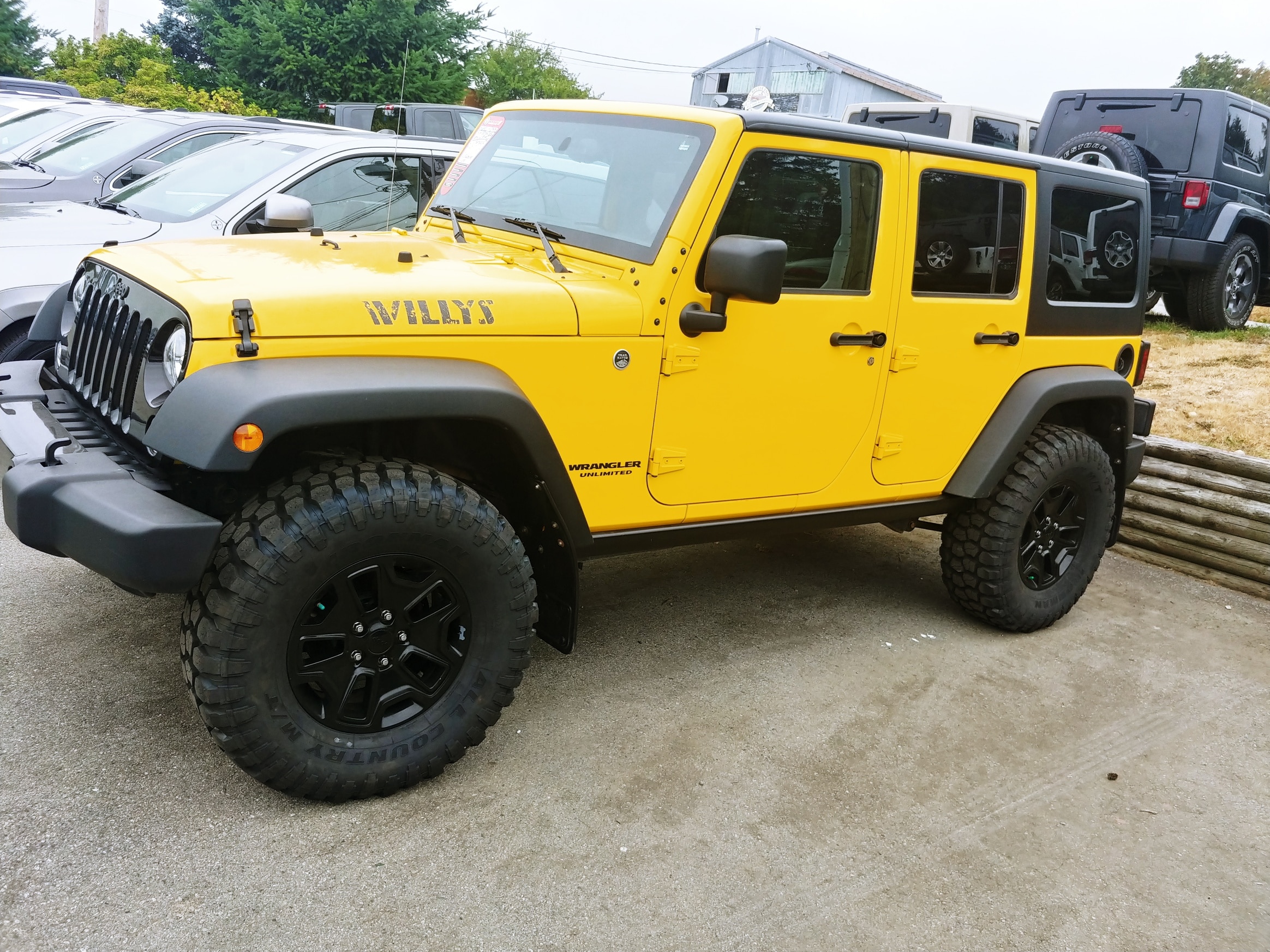 yellowwilly.jpg