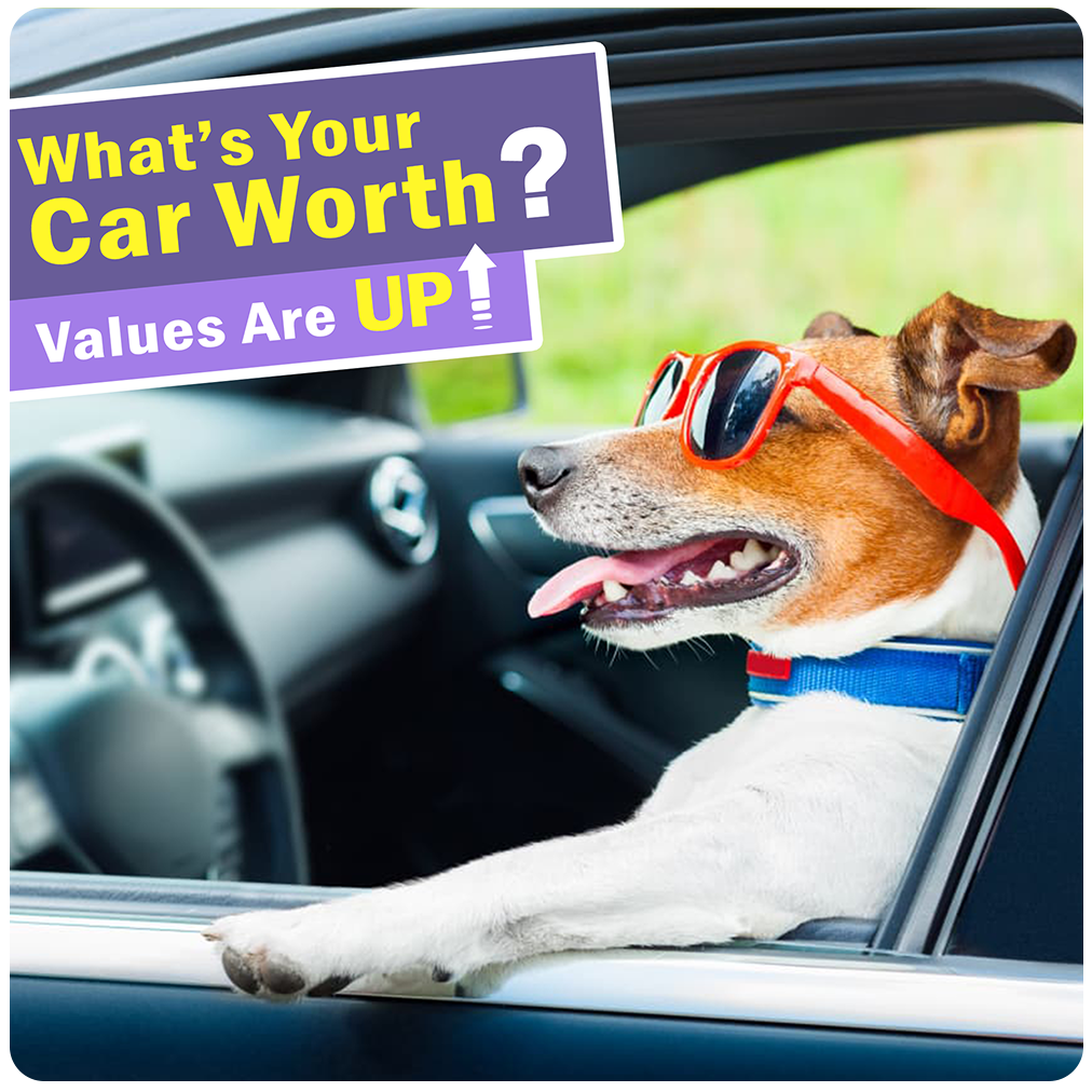 Car Worth - Values are Up Dog 1 - Rounded.png