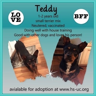teddy.jpg