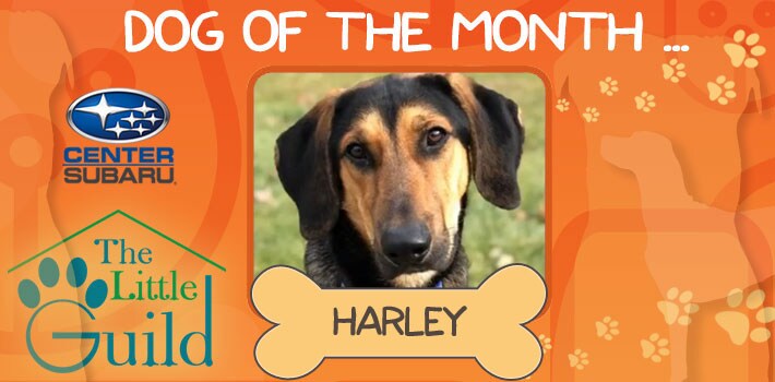 Harley - Pet of the Month