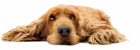 Sad Dog who can't find his bone
