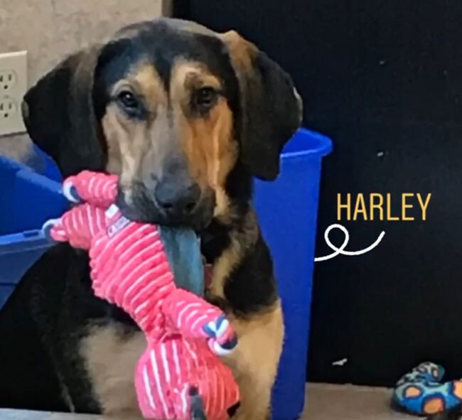 Harley - pet of the month