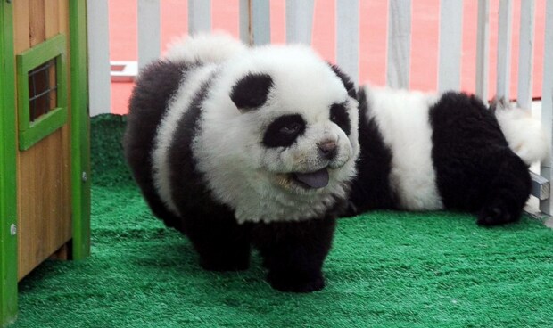 Panda Dog.png