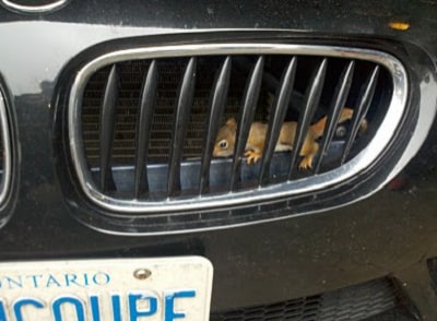 squirrel 1 re.png