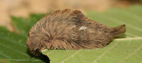 puss caterpillar.png