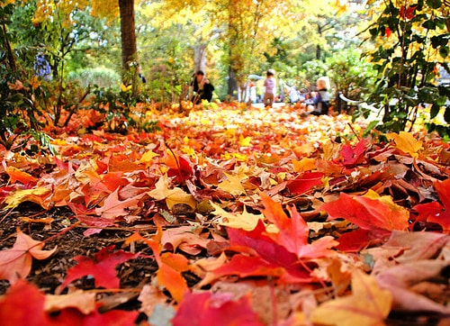 fall.jpg