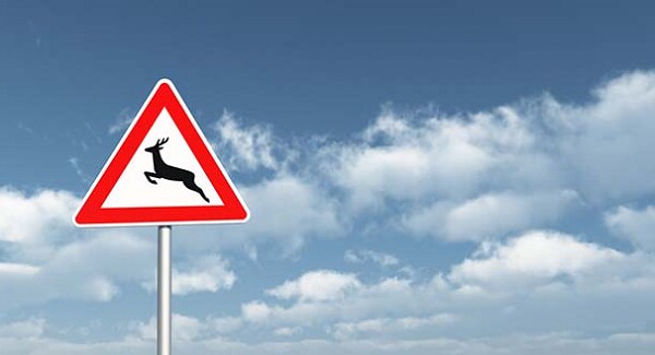 deer crossing.png