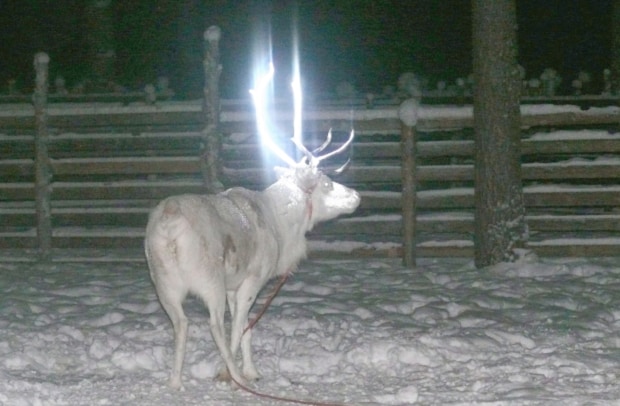 Finnish Reindeer.png