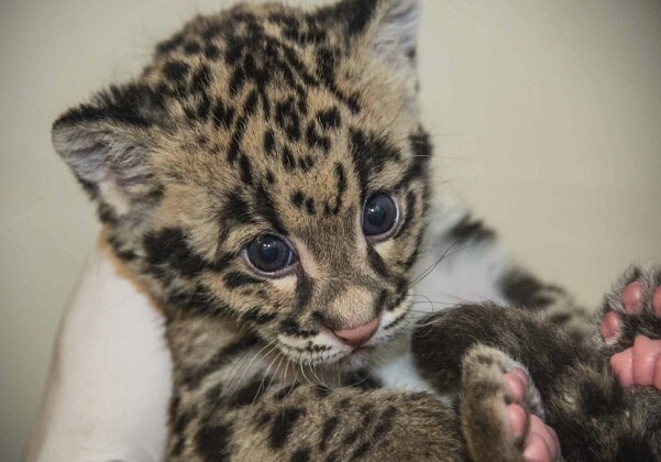 leopard cubs 2.png