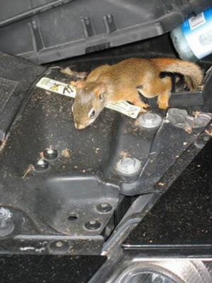 squirrel 6.jpg