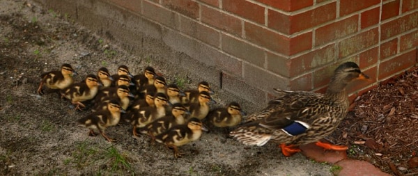 ducklings.png
