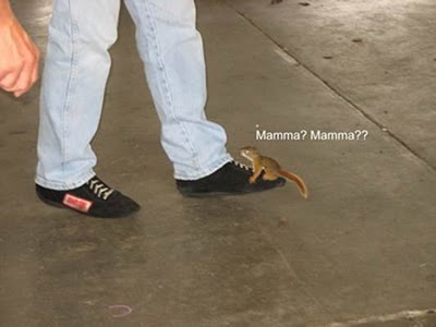 squirrel 7.jpg