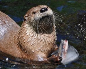 otter.png