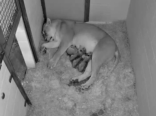 lion cubs.png