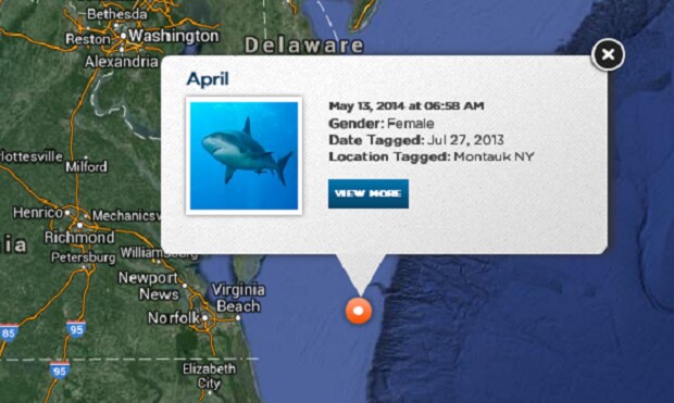 Shark Spotted.png