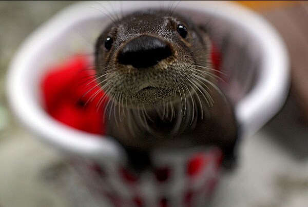otter va aquarium.png