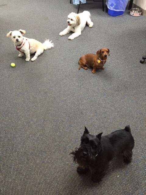 Dogs of CitySide.JPG