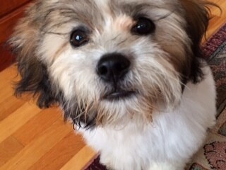 Auggie Close-up.JPG