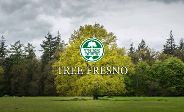 Tree Fresno Photo.jpg