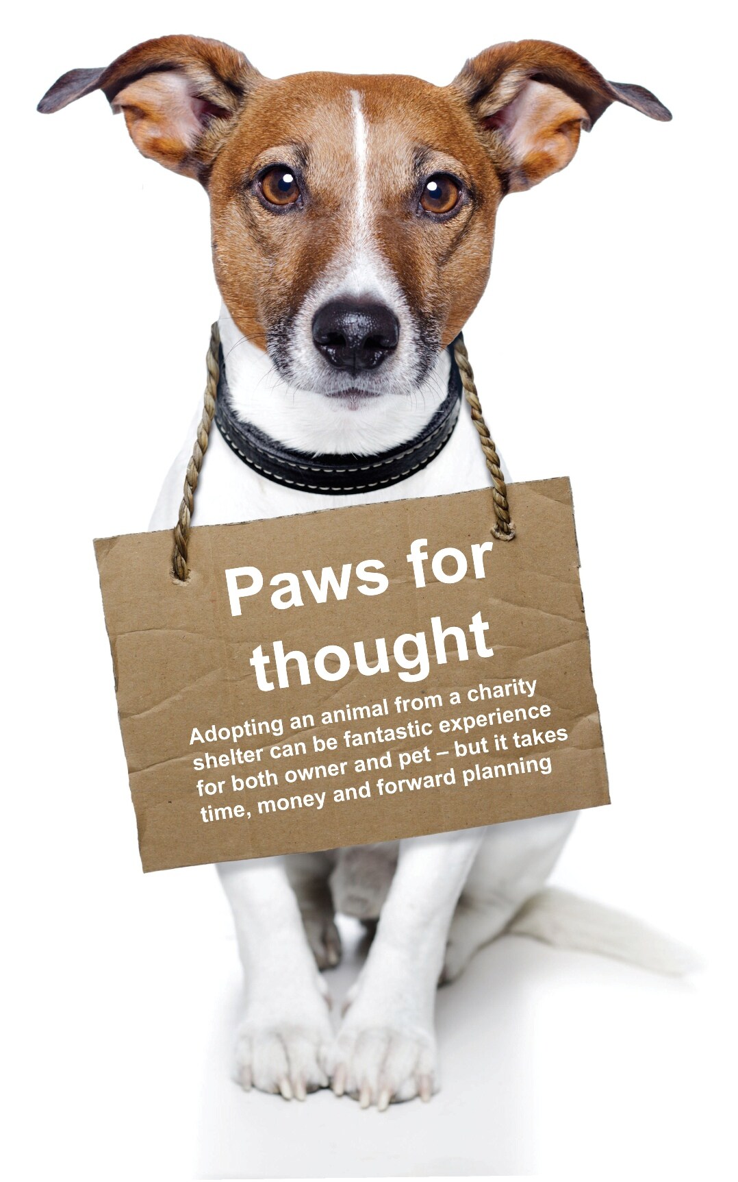 Dog Adopt 2.jpg