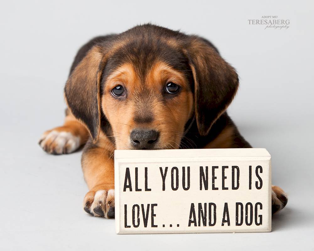 Dog Adopt.jpg