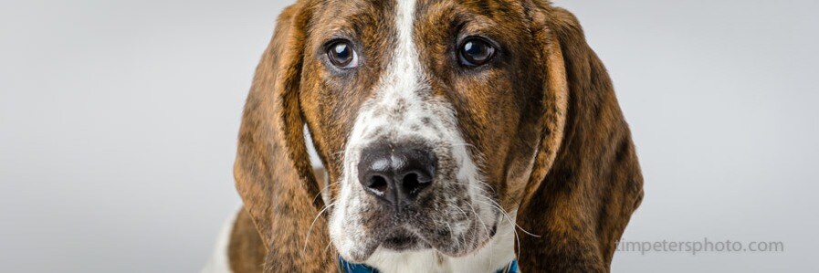 second-chance-animal-center.jpg