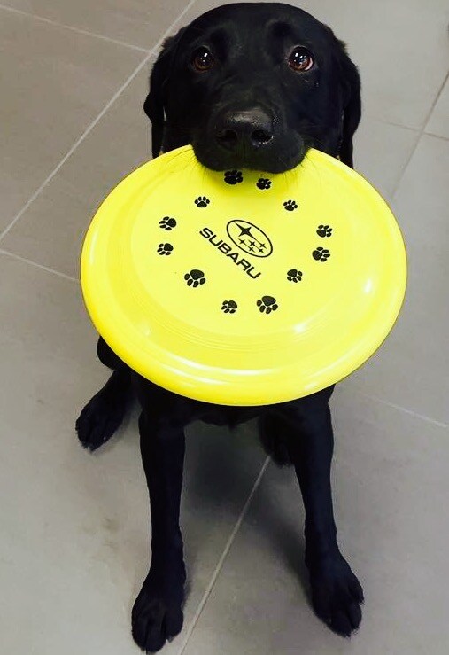 FrisbeeKarma.jpeg