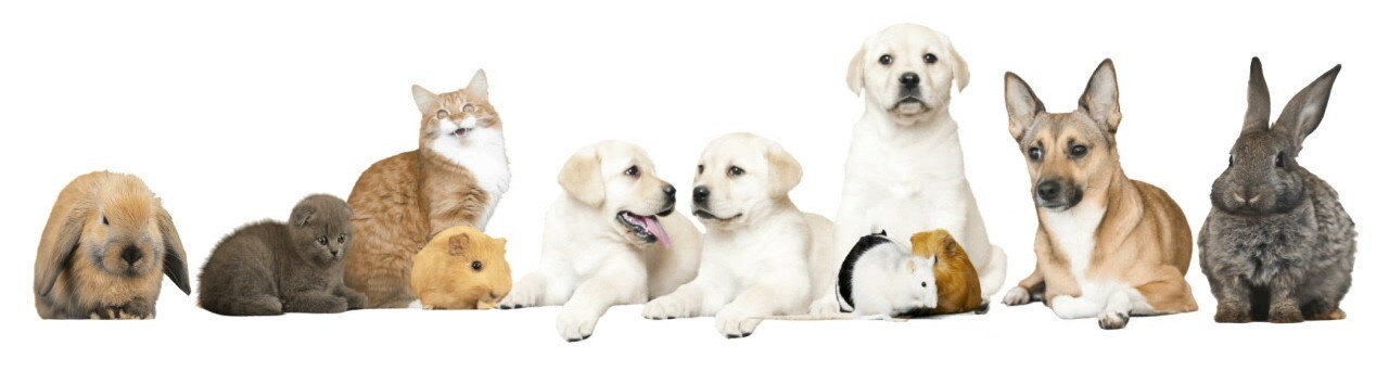 animals-white-background-footage-075984387_prevstill (1).jpeg