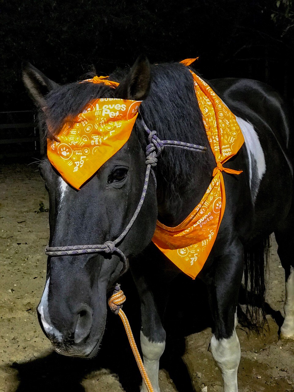 subaru horse 1.jpg