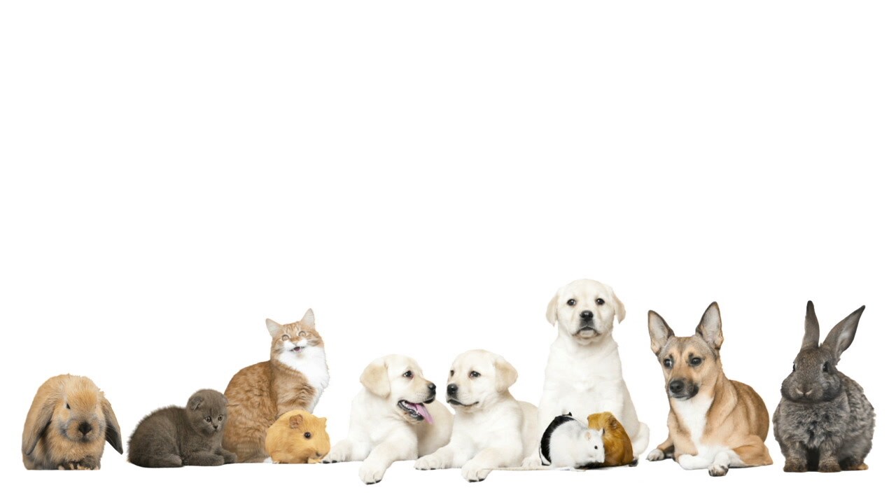 animals-white-background-footage-075984387_prevstill.jpeg